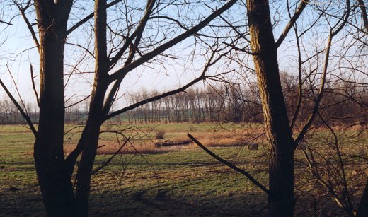 Wiese