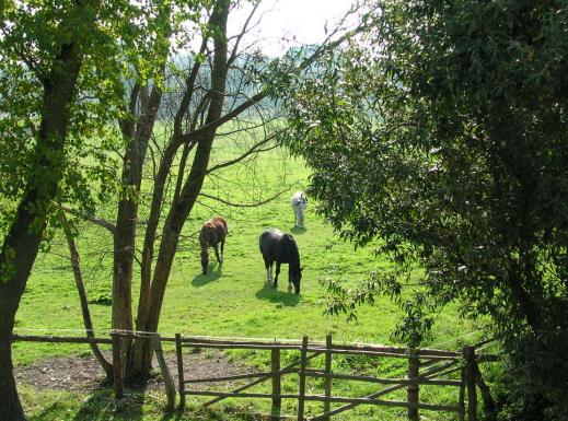 Wiese mit Pferden